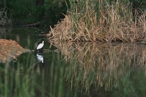 Pond Water Reeds Bird White