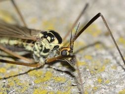 Crane fly, Daddy Longlegs, macro