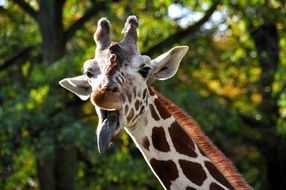 giraffe with sticked out tongue