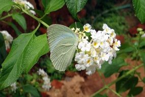 green butterfly on a white flower