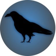 Picture of black raven bird