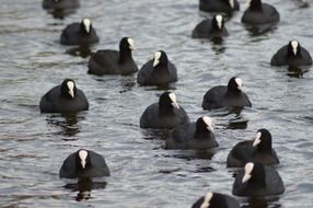 flock of black birds on the lake