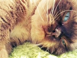 brown relaxed cat with blue eyes