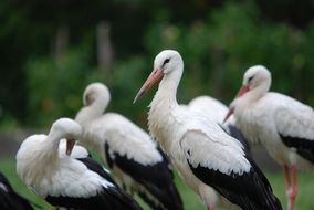 flock of storks on a green meadow