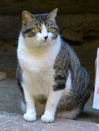big domestic cat with an expressive look