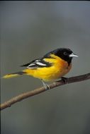 yellow oriole on branch