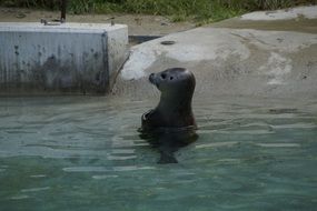 cute Seal swimming in Water in Zoo