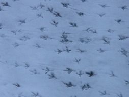 lot of bird tracks on snow