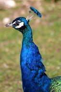 iridescent blue peacock
