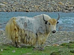 Yak Animal