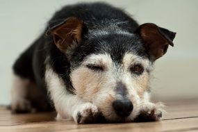 charming Jack Russel Dog