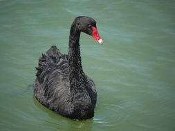 Black swan in Australia
