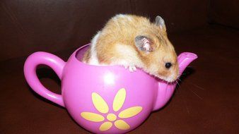 brown hamster in a pink teapot