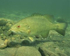 fish in green water