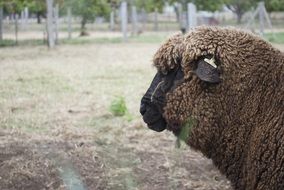 brown wool sheep