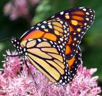 monarch butterfly on the fluffy pink flower