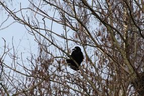 Corvidae bird sits on the tree branch