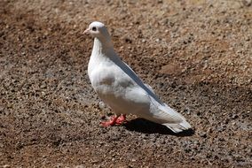 charmingly cute White Dove