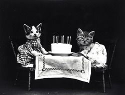 kittens on a birthday