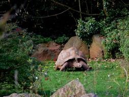 big turtle in the landscape park