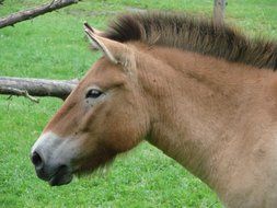brown donkey in profile