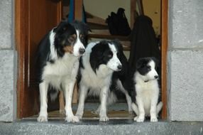 three Border Collie in the doorway