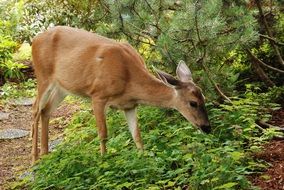 Picture of the Deer in the forest