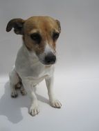 portrait of Young jack russell doggy