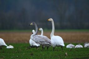 wild whooper swans on the field