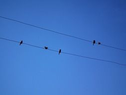 the birds are sitting on the wires