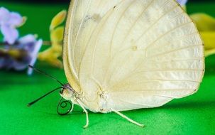 white butterfly on green surface next to flowers