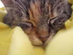 portrait of head of a sleeping brown cat