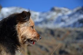 Hiking with the dog on the mountains