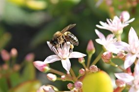 bee pollinating spring flowers