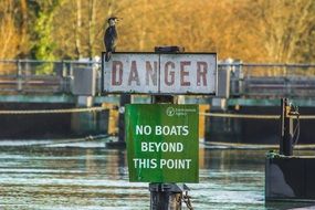 cormorant bird on the river