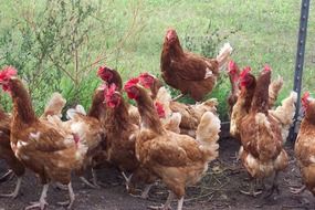 brown chicken in the aviary on the farm