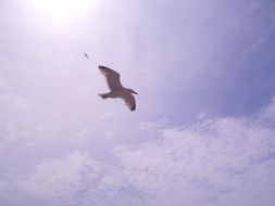 Laridae in the flight