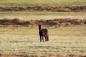 brown Iceland Horse on meadow