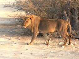 lion in the etosha national park
