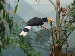 tropical bird on a tree branch