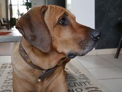 portrait of a rhodesian ridgeback