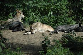 Wolfs are sleeping