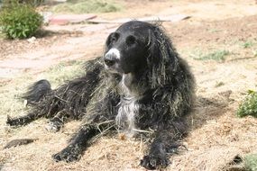 dog in hay