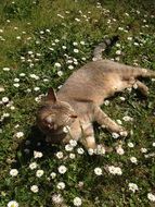 cat lies on green grass with white flowers