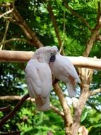 stunningly beautiful Cockatoo