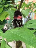 Red Black Butterfly on green leaf on blurred background