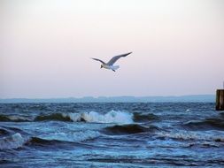 seagull flying over the waves of the Baltic Sea