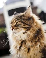 fluffy cat with long whiskers