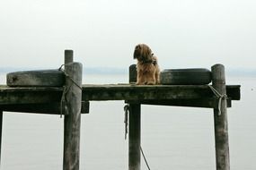 beautiful and cute Dog