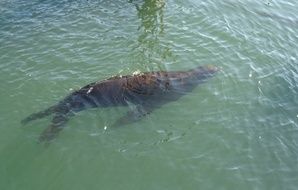 sea lion in wildlife, usa, california, san francisco